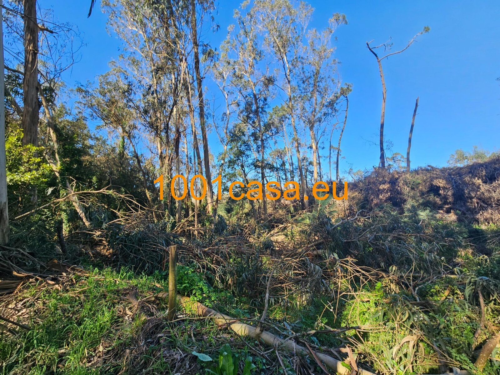 Top Baugrundstück mit Genehmigung ca. 280 m² Wohntraum in Natur-Idylle
